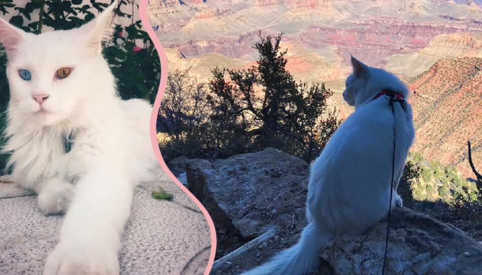 Svenska Carla reser jorden runt med sin katt: ”Väldigt mysigt”