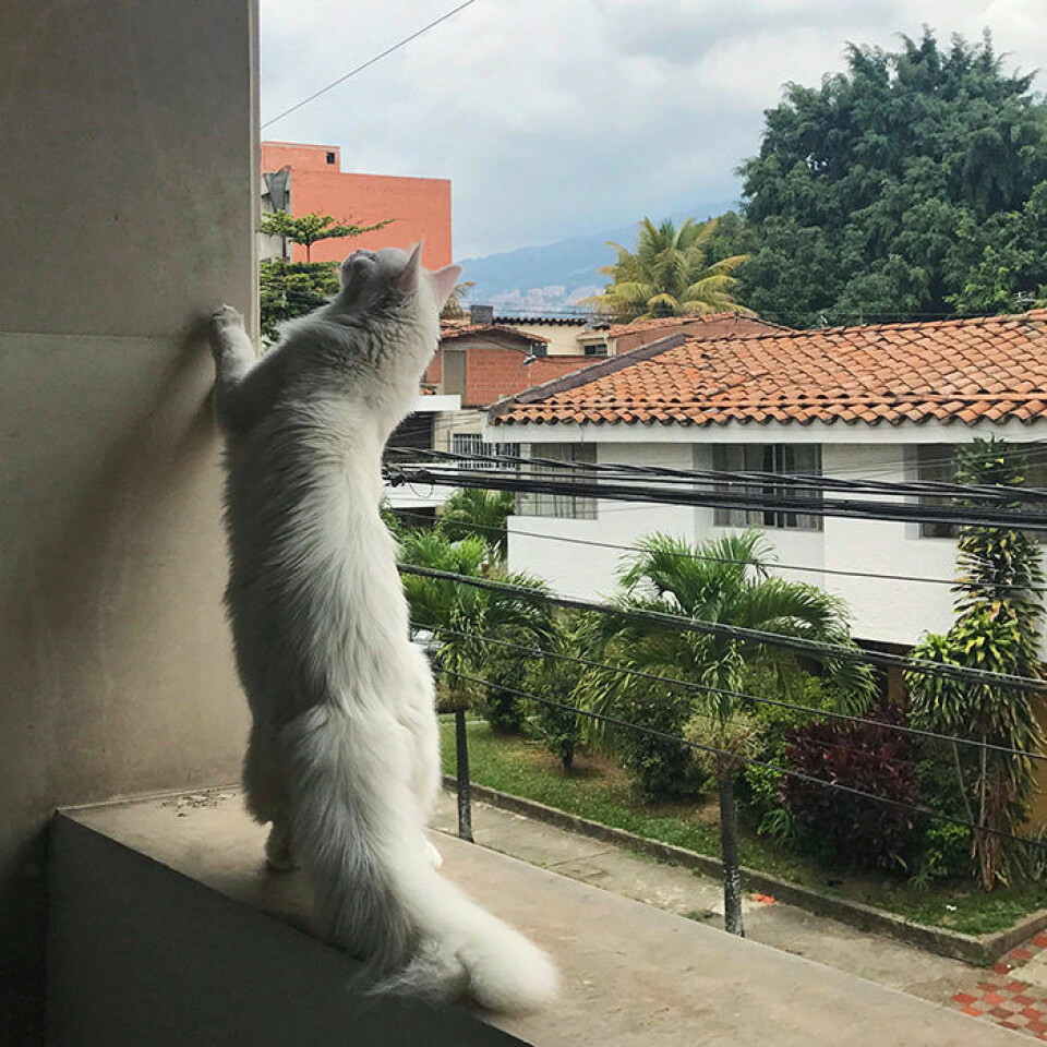 Cezar i Medellin, Colombia år 2017. Foto: Privat Cezar i Medellin, Colombia år 2017. Foto: Privat
