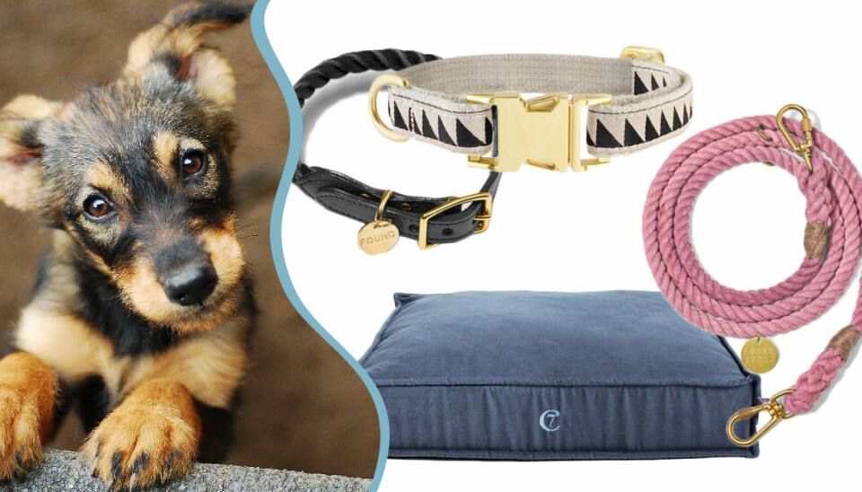 Nu kan du köpa allt till din fyrfota vän – på Åhléns