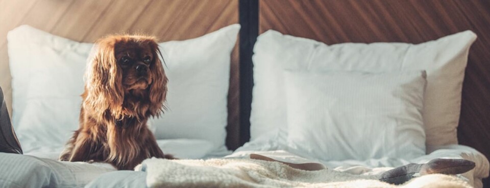 Nu kan du köpa allt till din fyrfota vän – på Åhléns