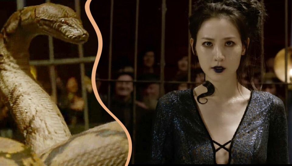 Nagini syns i nya ”Fantastic Beasts” – men det är inte som du tror