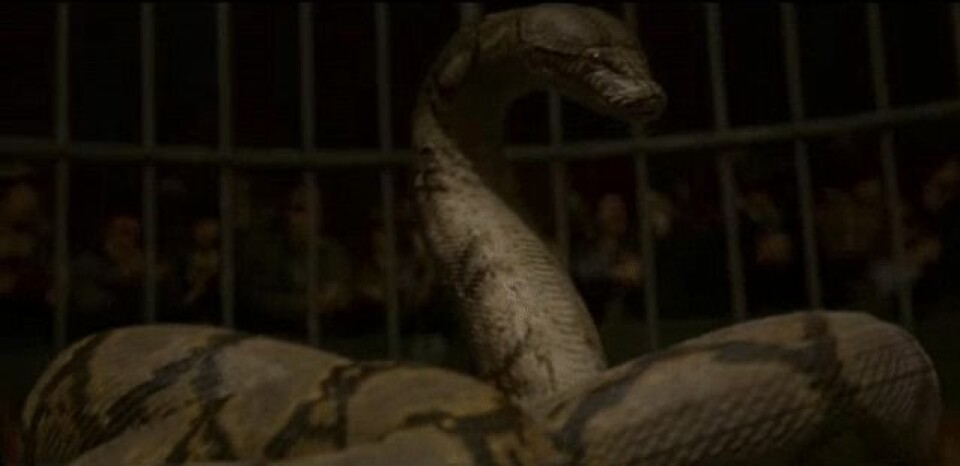 Nagini syns i nya ”Fantastic Beasts” – men det är inte som du tror