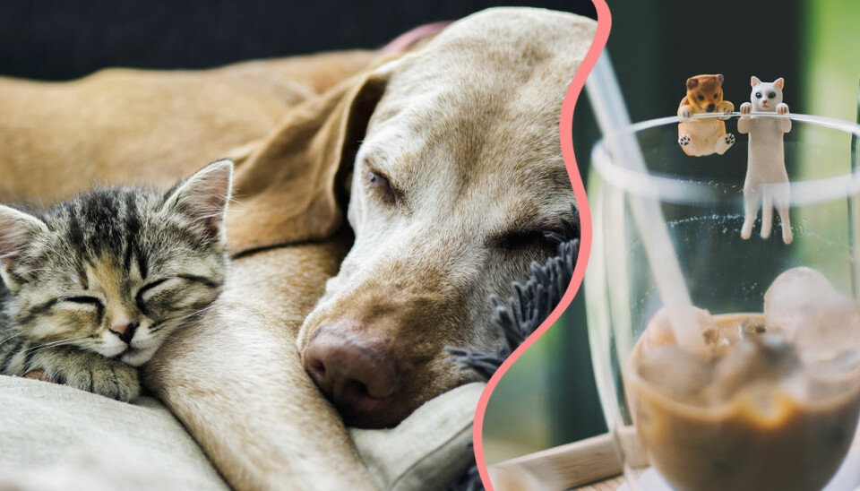 Hund- eller kattmänniska? Din favoritdrink avslöjar dig