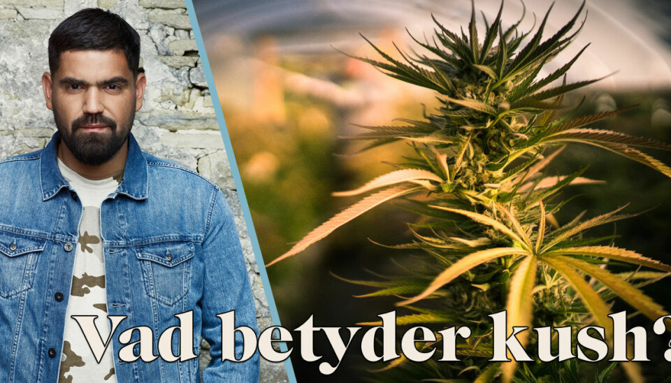 Vad betyder kush? Baaam reder ut