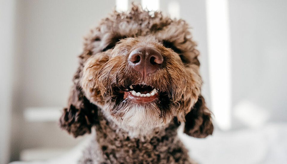 Ny studie visar att hundar faktiskt förstår vad vi säger