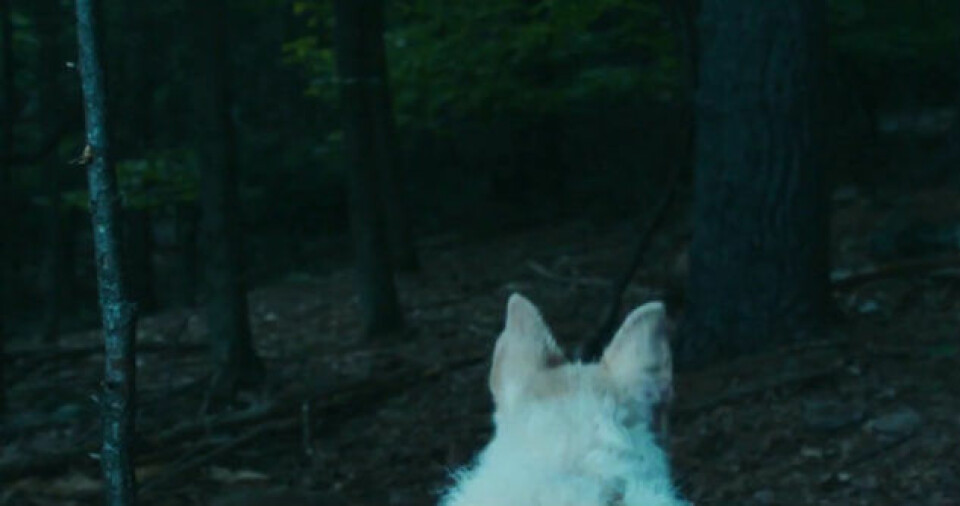 7 unikt snygga skräckfilmer för dig som älskade 'It follows'