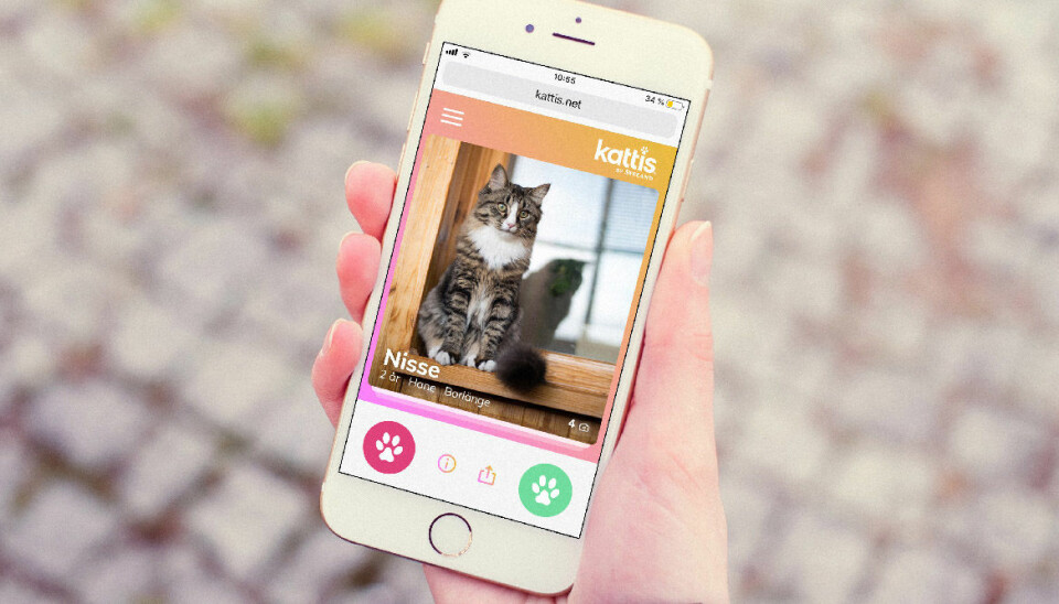Nu lanseras Kattis – ett Tinder för katter som letar nya hem