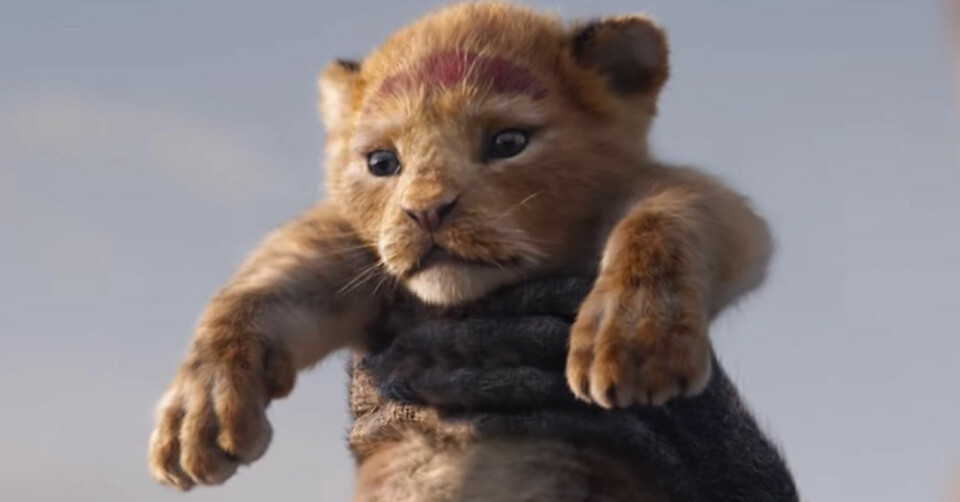 Otecknade Lejonkungen kommer 2019. Foto: Disney Otecknade Lejonkungen kommer 2019. Foto: Disney