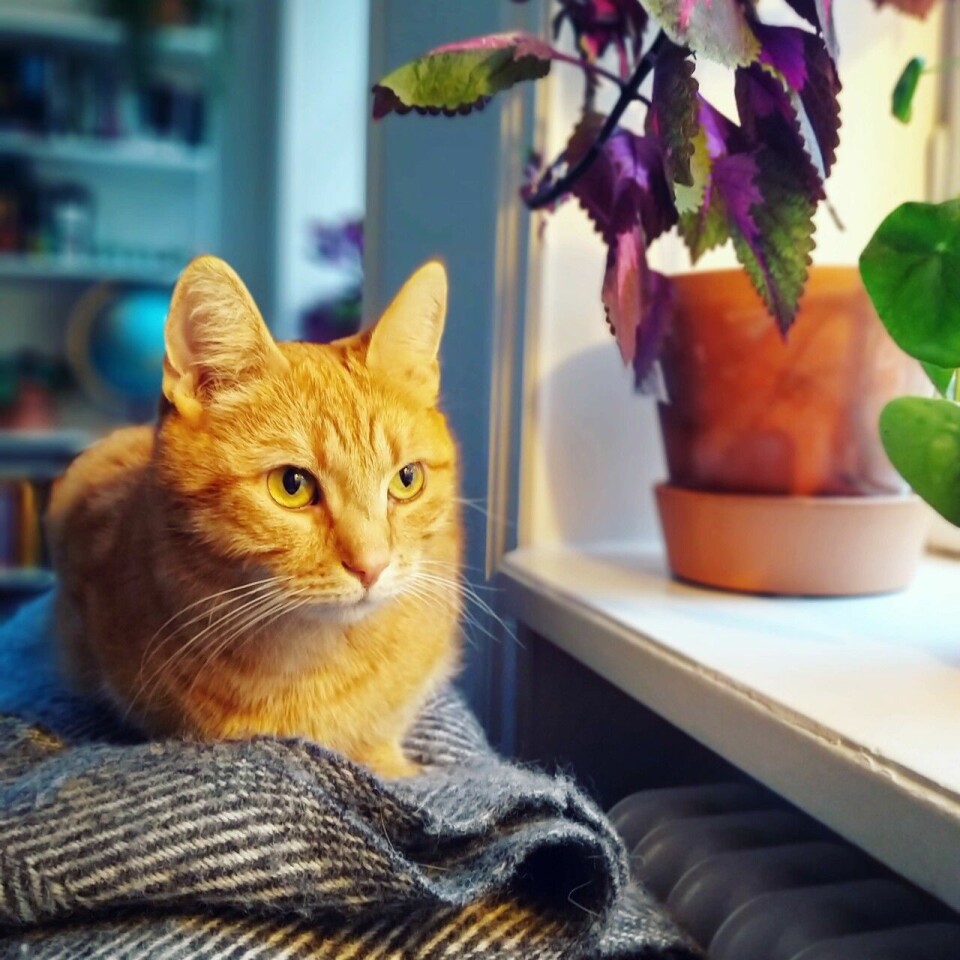 Den här bilden är tagen med skärpedjuplinsen på kameran. Den här bilden är tagen med skärpedjuplinsen på kameran.