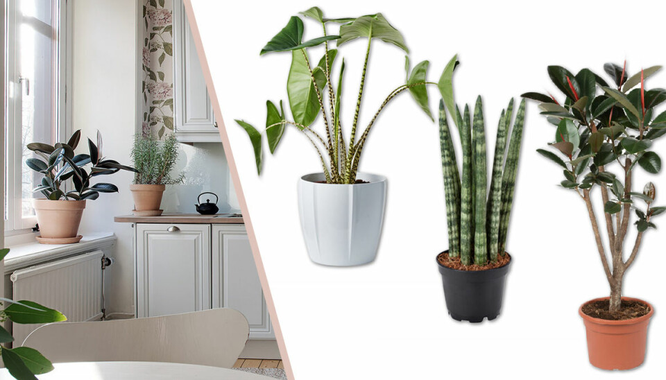 Klättersparris och zebrasköld – 5 växter du kommer älska 2019