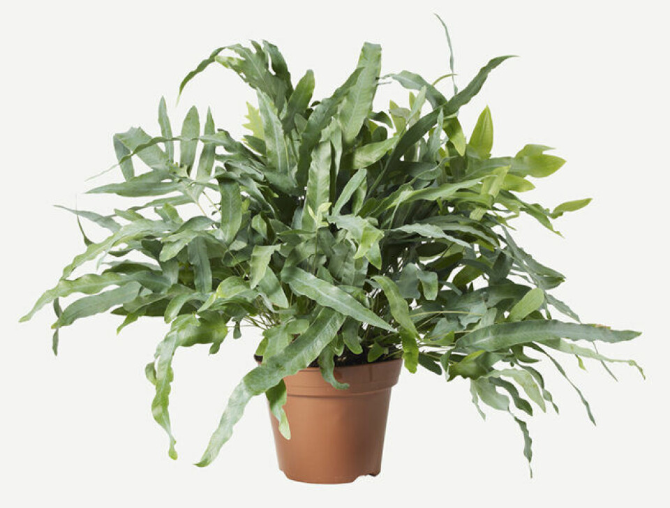 Hartassbräken är lättskött och snygg i hemmet. Foto: Plantagen Hartassbräken är lättskött och snygg i hemmet. Foto: Plantagen