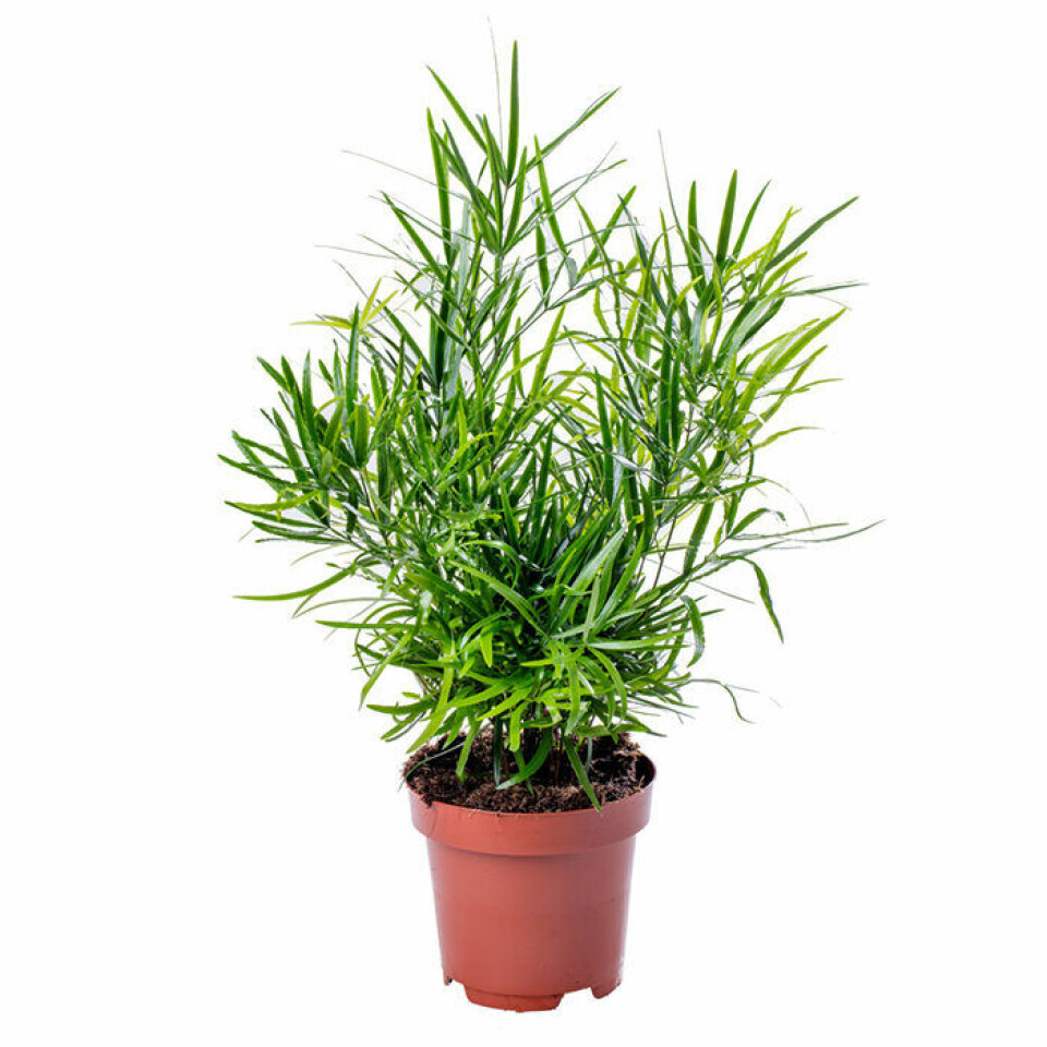 Den gröna klättersparrisen är en trendig och lättskött favorit. Foto: Plantagen Den gröna klättersparrisen är en trendig och lättskött favorit. Foto: Plantagen