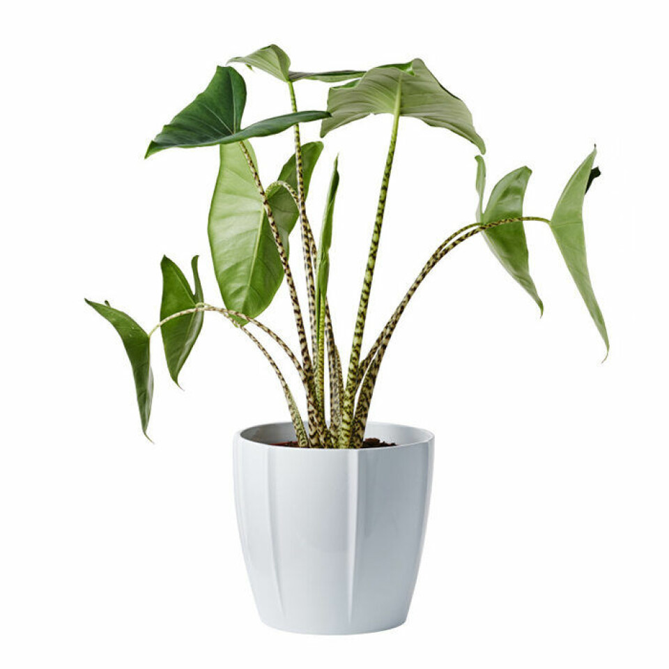Zebraskölden ger en personlig grön färgklick till inredningen. Foto: Plantagen Zebraskölden ger en personlig grön färgklick till inredningen. Foto: Plantagen