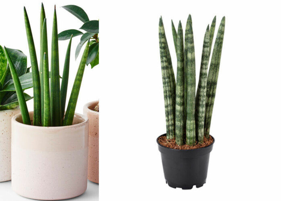 Pinnliljan är en lättskött växt i hemmet. Foto: Plantagen & Ikea Pinnliljan är en lättskött växt i hemmet. Foto: Plantagen & Ikea