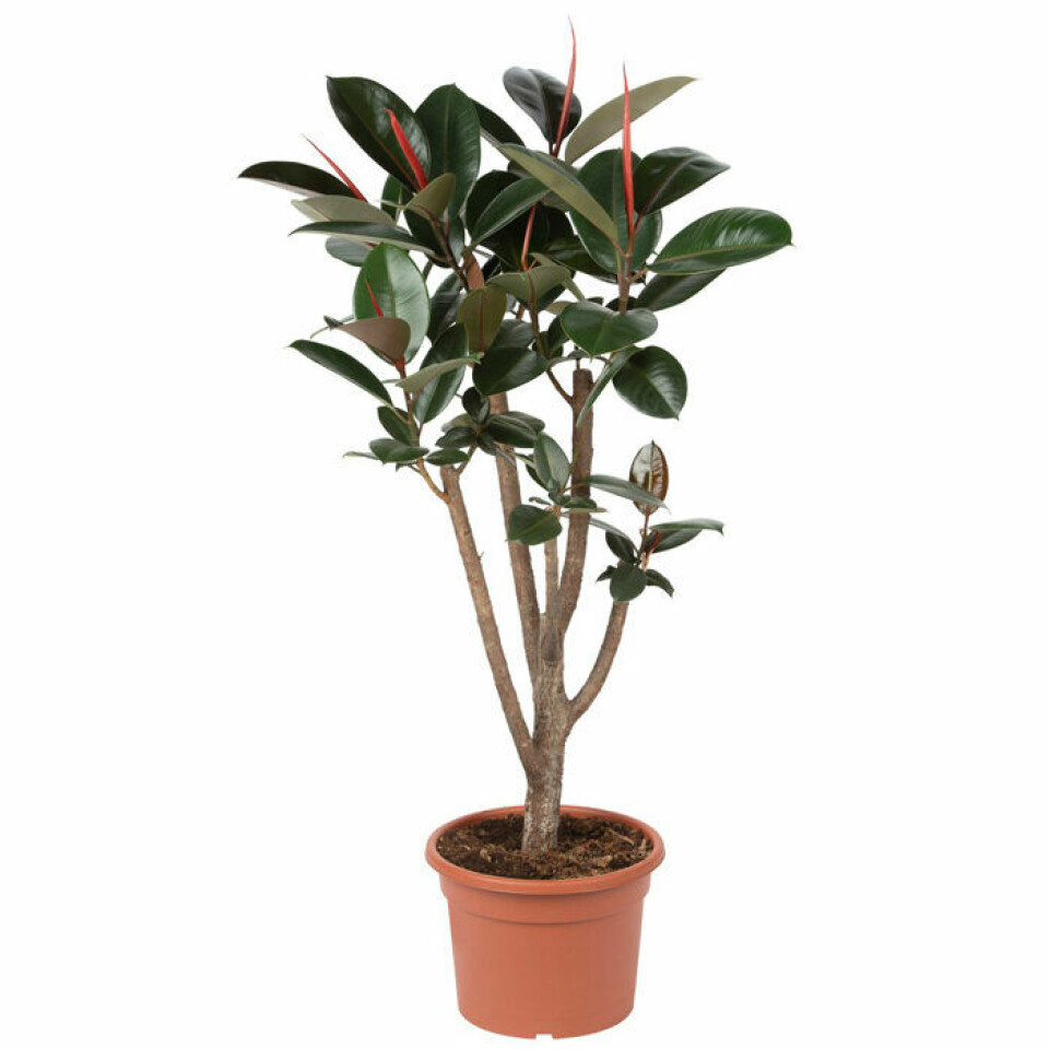 Fönsterfikusen finns i flera olika storlekar. Foto: Plantagen Fönsterfikusen finns i flera olika storlekar. Foto: Plantagen