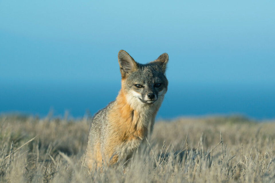 Världens minsta räv, Santa Cruz Island fox, är räddad! Foto: IBL Världens minsta räv, Santa Cruz Island fox, är räddad! Foto: IBL