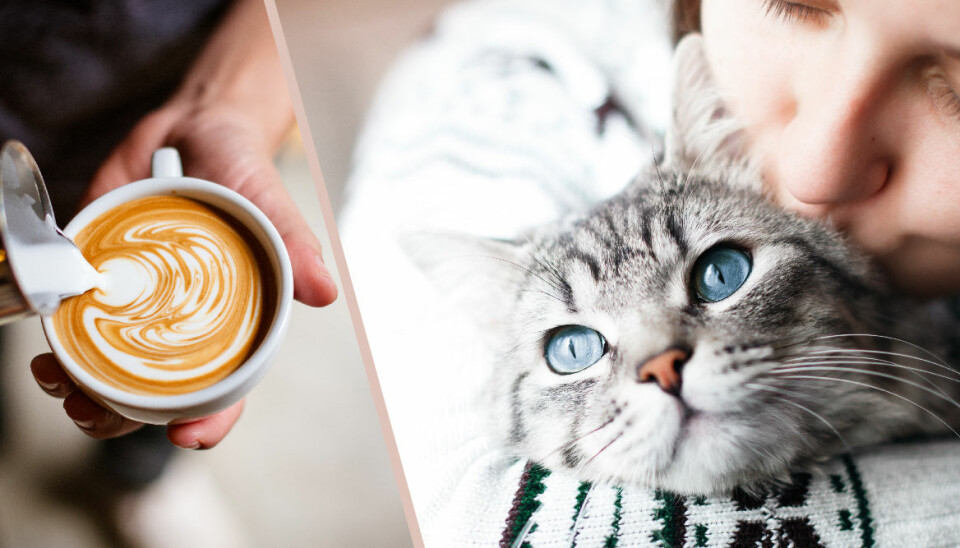 Äntligen! I februari öppnar Sveriges första kattkafé