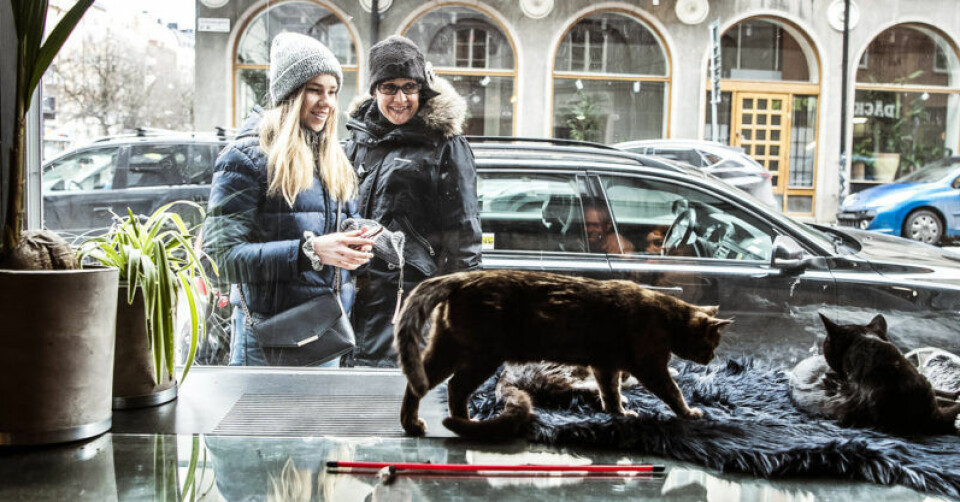 Nu öppnar Sveriges första kattkafé och vi har varit där!