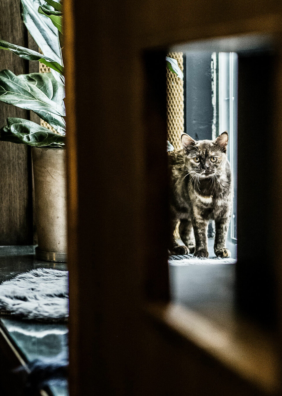 Nu öppnar Sveriges första kattkafé och vi har varit där!