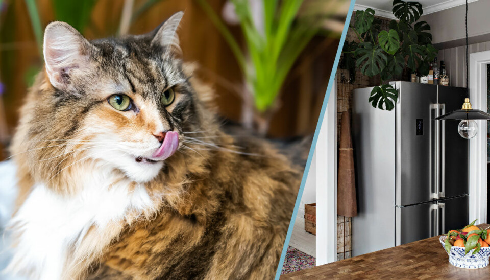 Inred med växter: 7 tips och knep för dig som bor med en katt