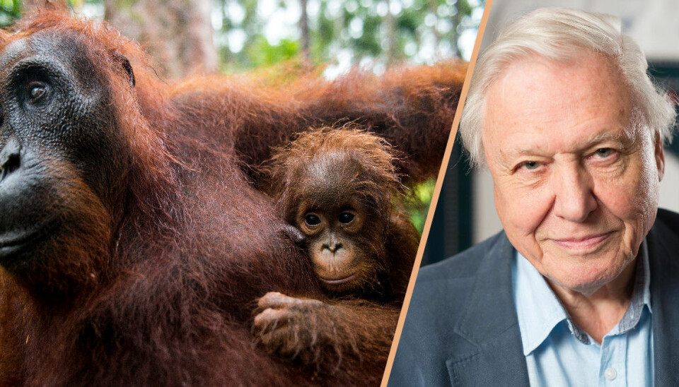Our Planet är Netflix nya naturserie med David Attenborough