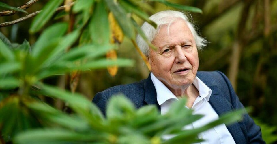 Älskad för sin röst. Sir David Attenborough, 92, i Netflix nya satsnig Our Planet. Älskad för sin röst. Sir David Attenborough, 92, i Netflix nya satsnig Our Planet.