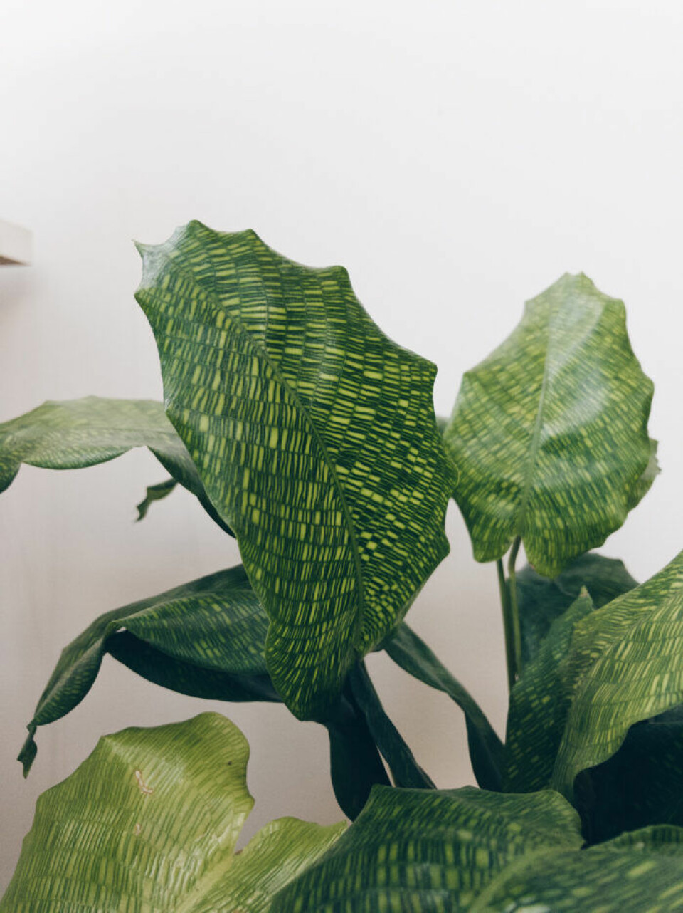 Calathea. Foto: Mattias Mattisson/Sticklingtjuven Calathea. Foto: Mattias Mattisson/Sticklingtjuven