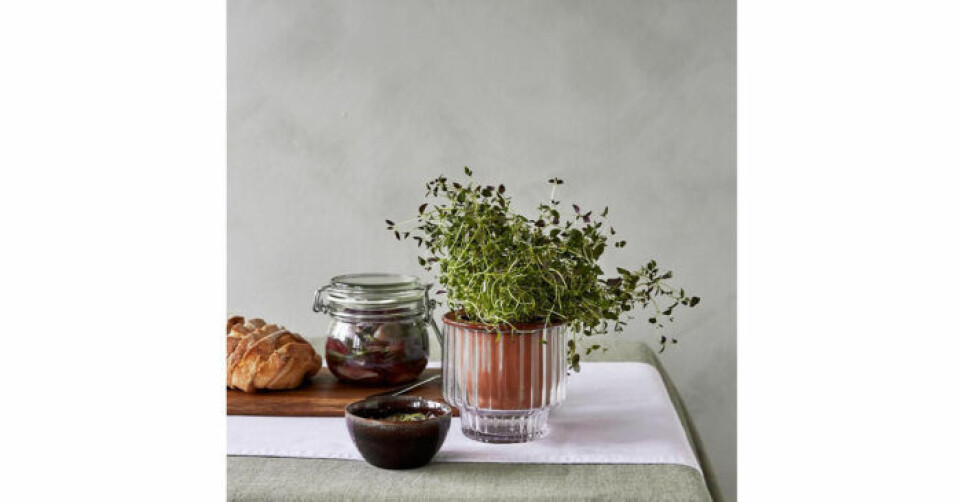 Självbevattnaren som hjälper dina blommor att överleva semestern
