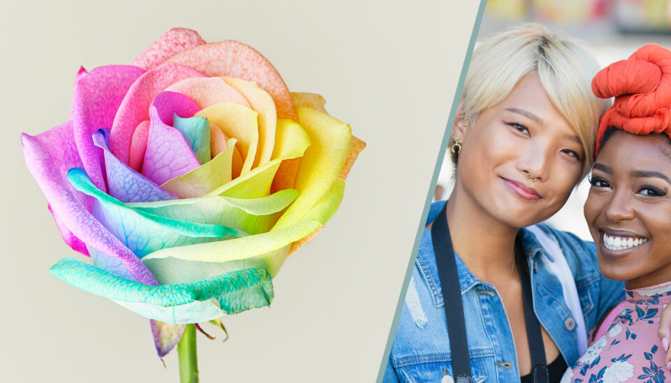 Så gör du en regnbågsfärgad Pride-ros