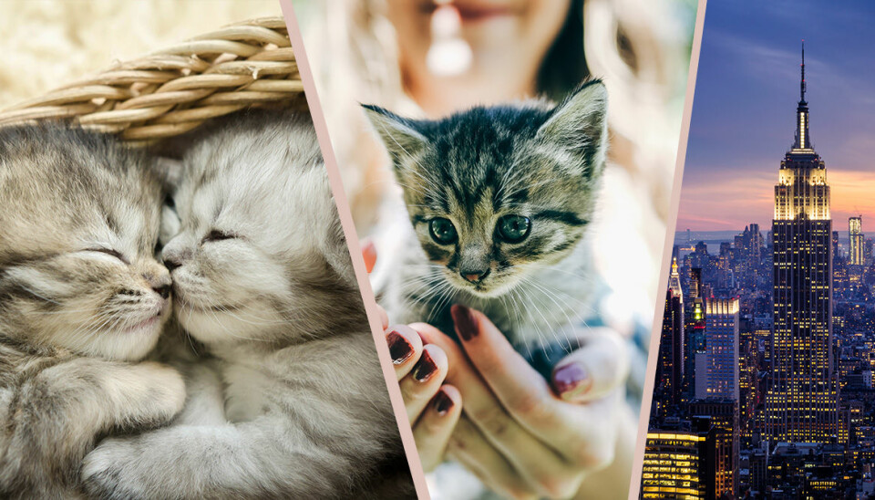 Kattälskarens dröm – bo med kattungar på Kittenbnb i New York