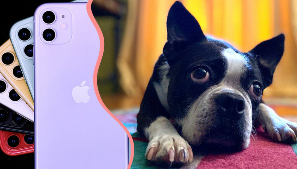 Nya Iphone 11 har ett porträttläge för ditt husdjur
