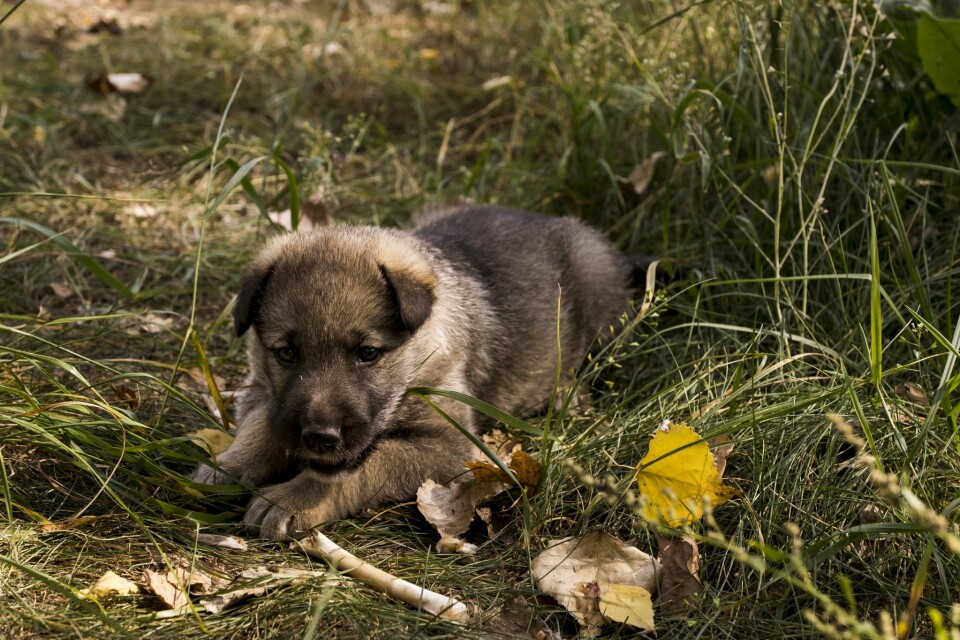 Ta hand om övergivna valpar och hundar i Pripyat. Foto: Airbnb Ta hand om övergivna valpar och hundar i Pripyat. Foto: Airbnb