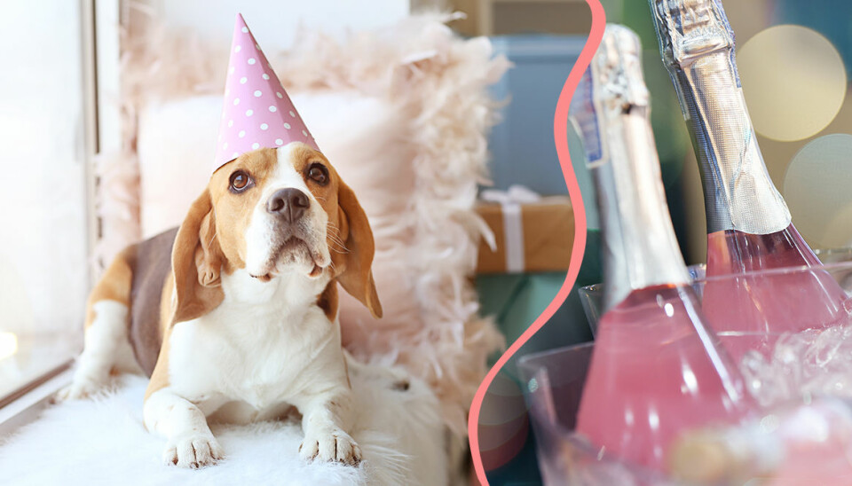 Pawsecco – för dig som har ett party animal hemma