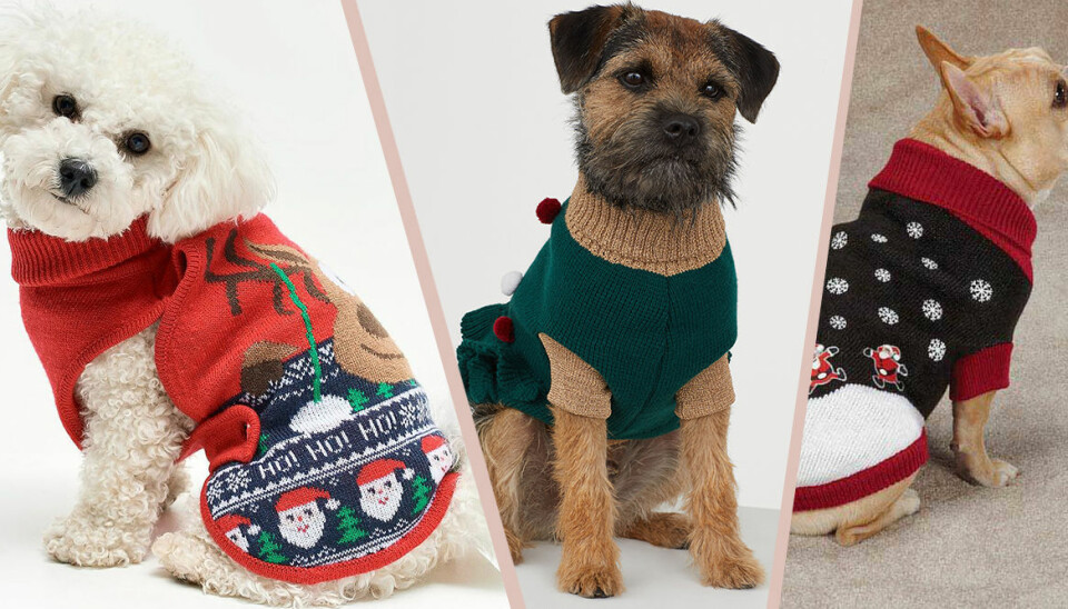 Matcha din lurviga vän! 8 söta jultröjor för hunden