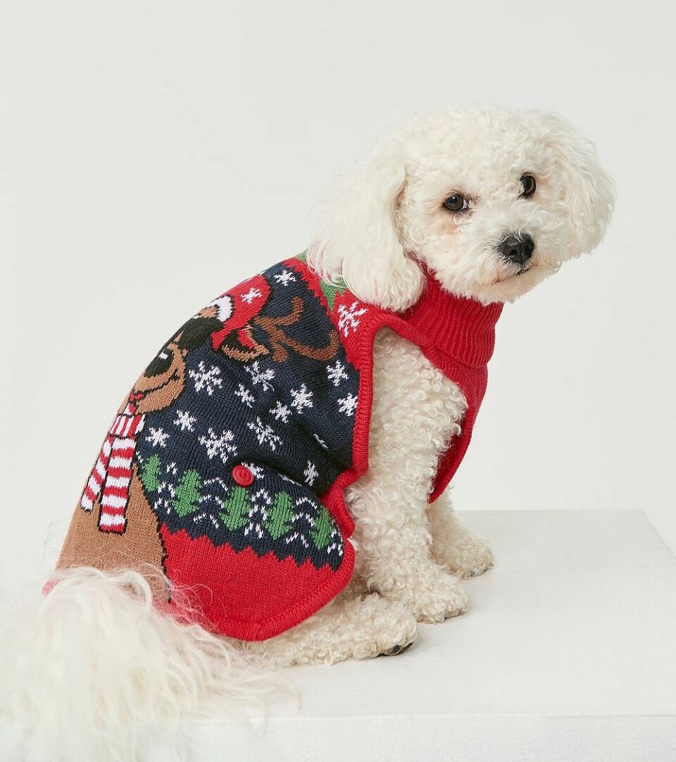 Matcha din lurviga vän! 8 söta jultröjor för hunden