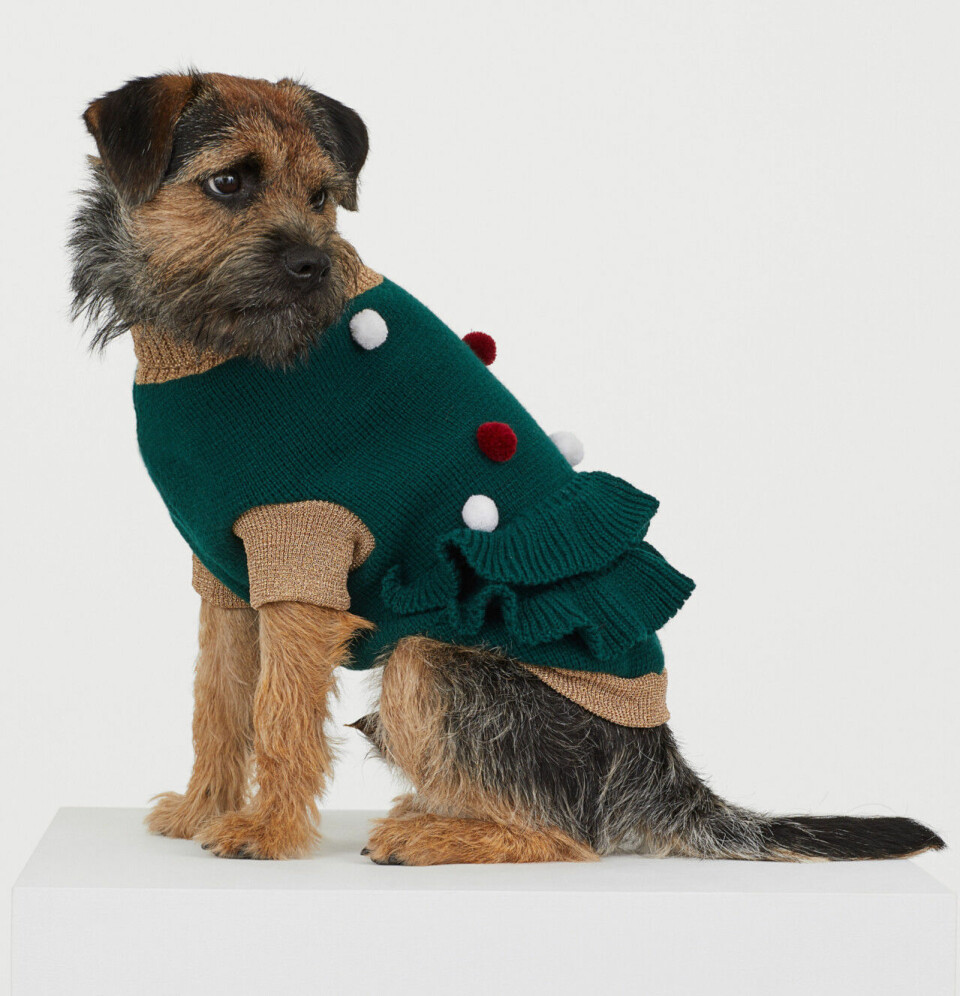 Matcha din lurviga vän! 8 söta jultröjor för hunden