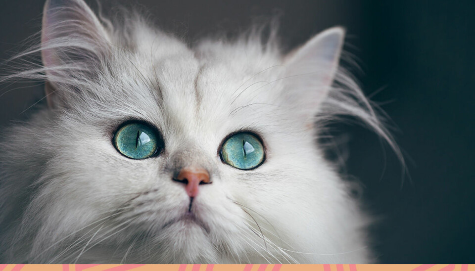 Tror du att du kan läsa av din katt? Gör testet och få svar
