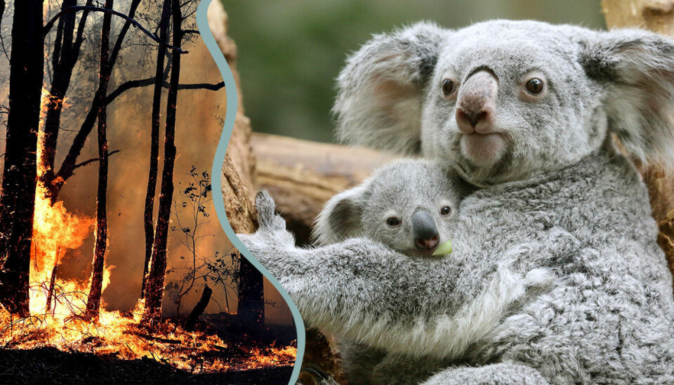 Så kan du bidra till att rädda djurlivet i Australien