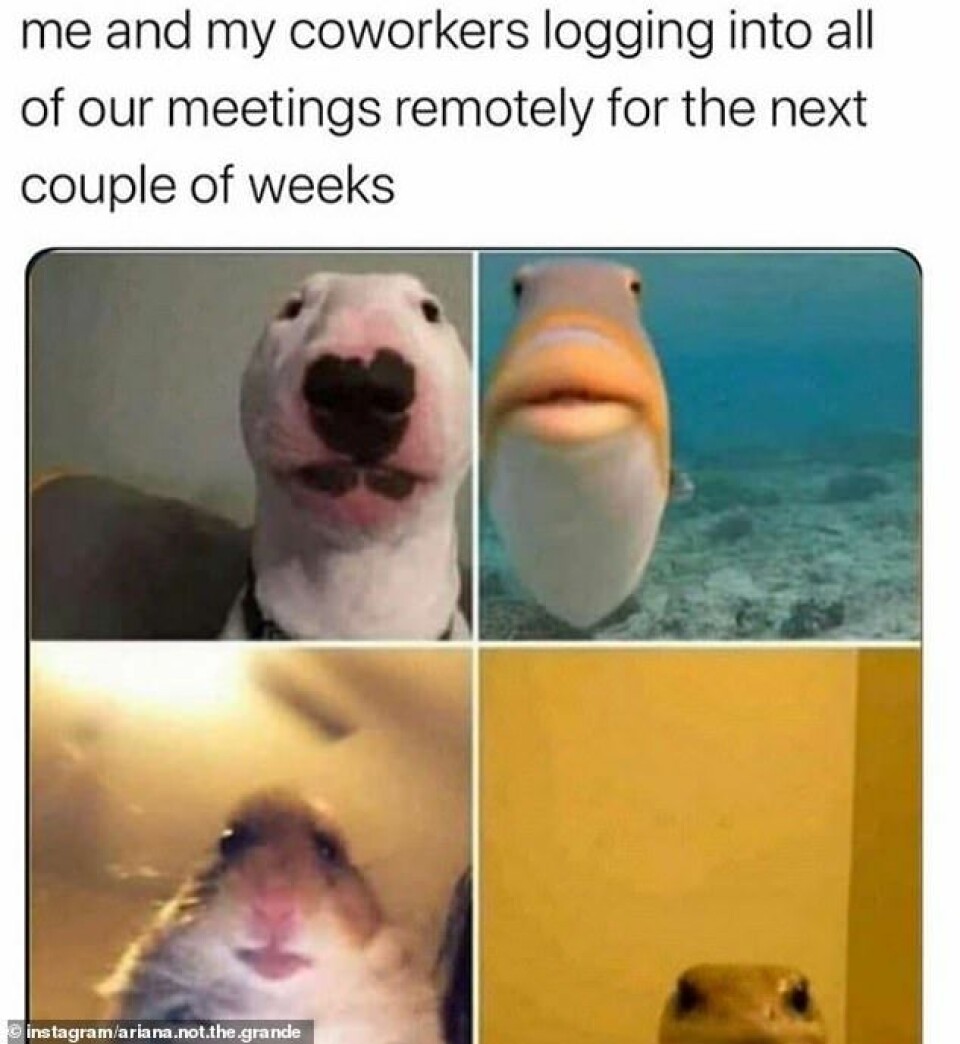 Har du också videomöten varje dag? Här är 15 memes du måste se