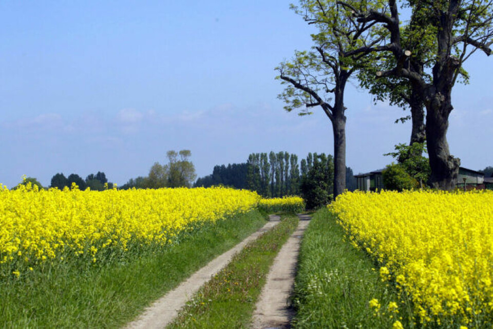 Foto: Visit Skåne Foto: Visit Skåne