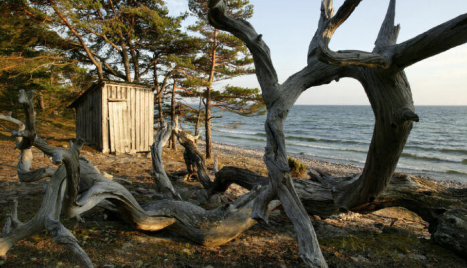 Åk till Trollskogen på Öland för att uppleva lite svensk naturmagi. Åk till Trollskogen på Öland för att uppleva lite svensk naturmagi.