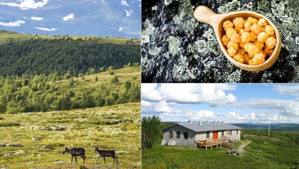 Här får du se både låg- och högalpina växtzoner. Foto: STF Här får du se både låg- och högalpina växtzoner. Foto: STF