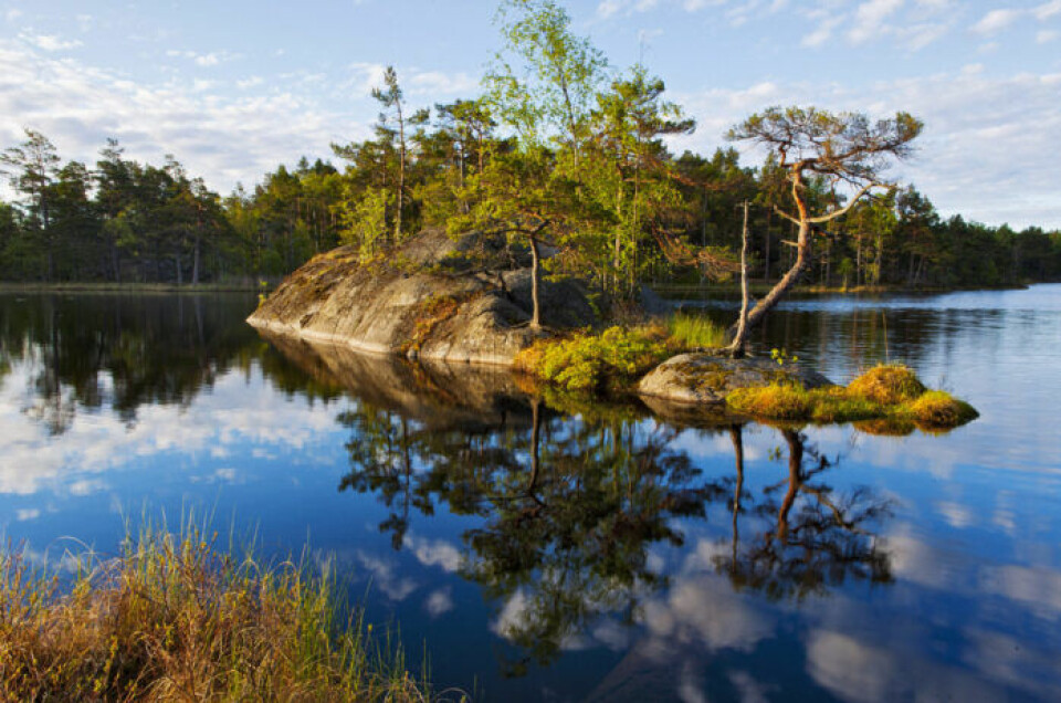 Slå upp tältet eller bara gå runt fina Årsjön i Tyresta nationalpark. Slå upp tältet eller bara gå runt fina Årsjön i Tyresta nationalpark.