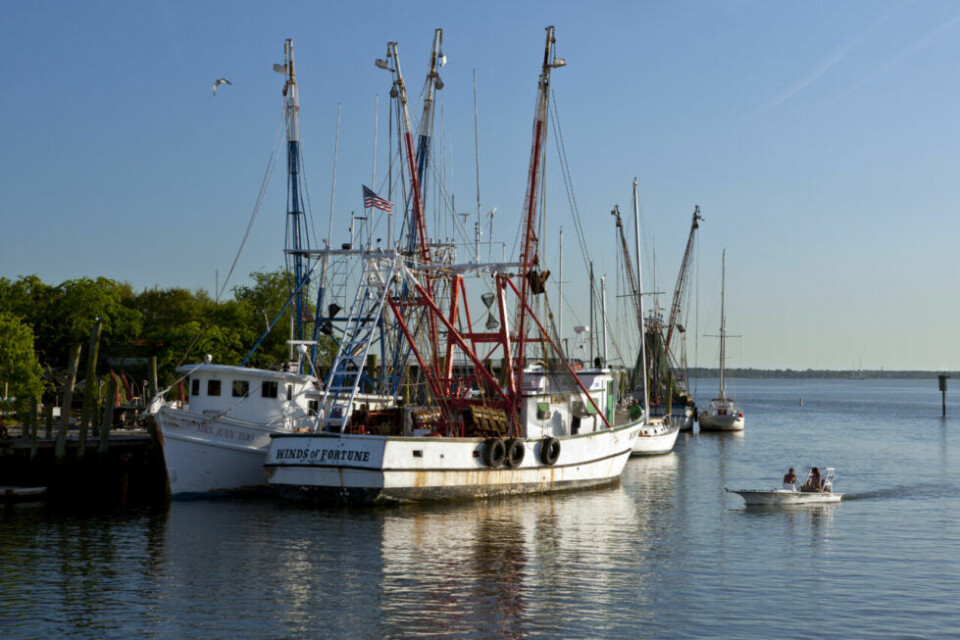 Båtar som precis varit ute och fångat räkor lägger till vid fiskehamnen. Båtar som precis varit ute och fångat räkor lägger till vid fiskehamnen.