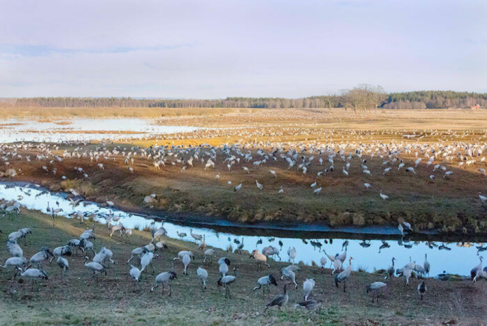 Hornborgasjön är en känd häckningsplats för tranor. Foto: Helena Larsson/N/TT Hornborgasjön är en känd häckningsplats för tranor. Foto: Helena Larsson/N/TT