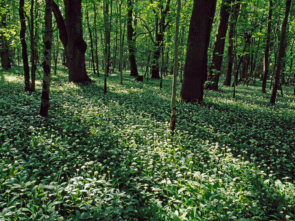 Munkängarna med sin blommande ramslök i Kinnekulle. Foto: Björn Röhsman/N/TT Munkängarna med sin blommande ramslök i Kinnekulle. Foto: Björn Röhsman/N/TT