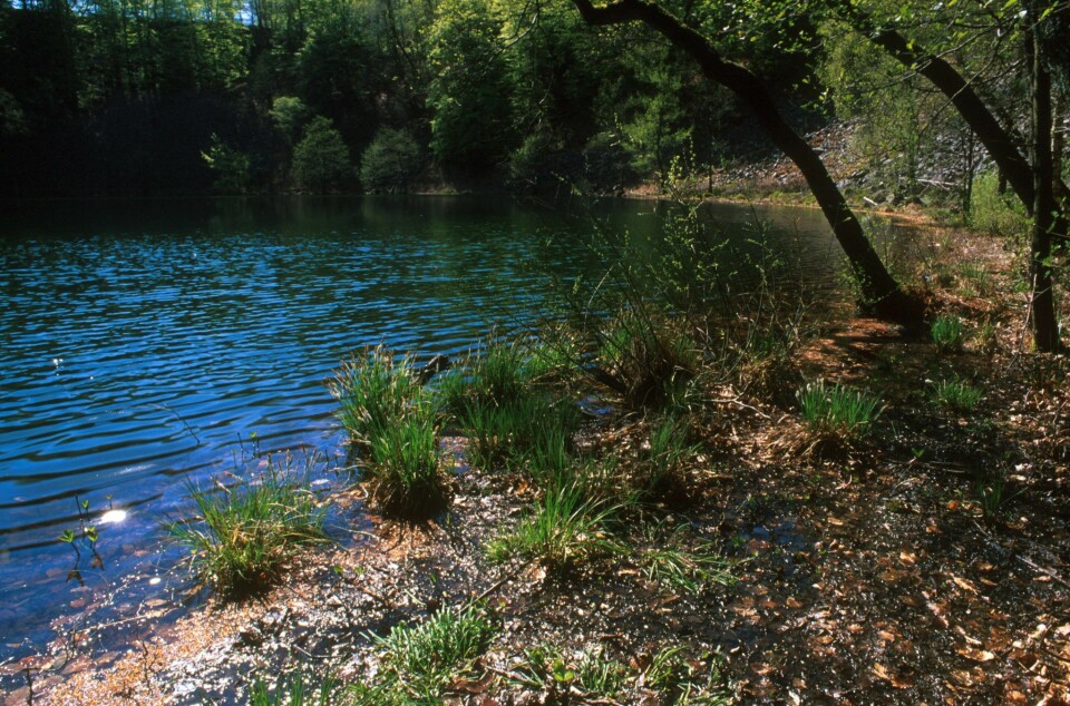 Odensjön är perfekt för att svalka sig i under en promenad i Söderåsens nationalpark. Odensjön är perfekt för att svalka sig i under en promenad i Söderåsens nationalpark.