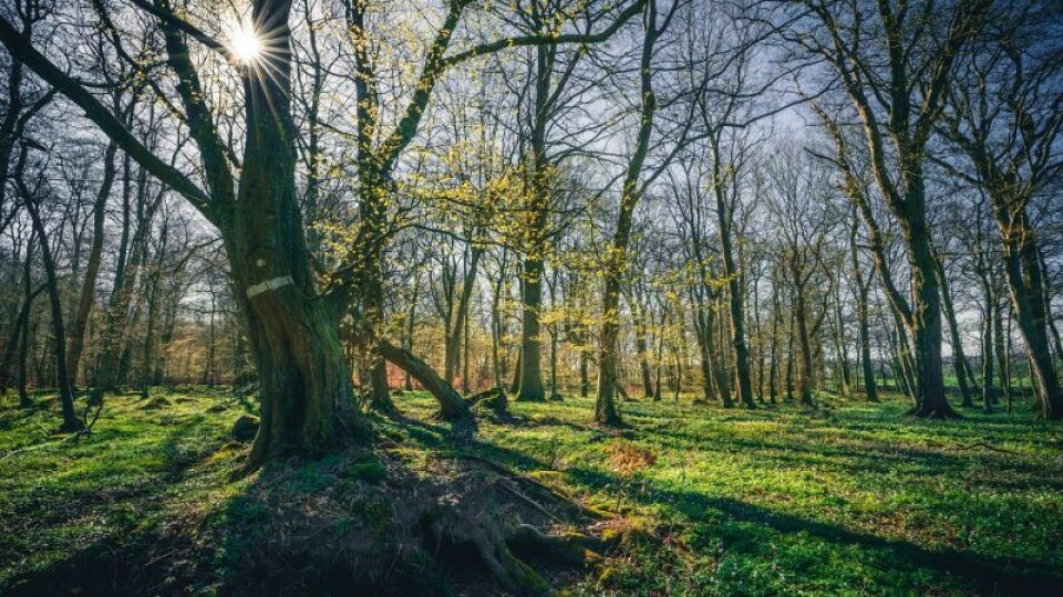 Söderåsen är perfekt för vandring. Söderåsen är perfekt för vandring.