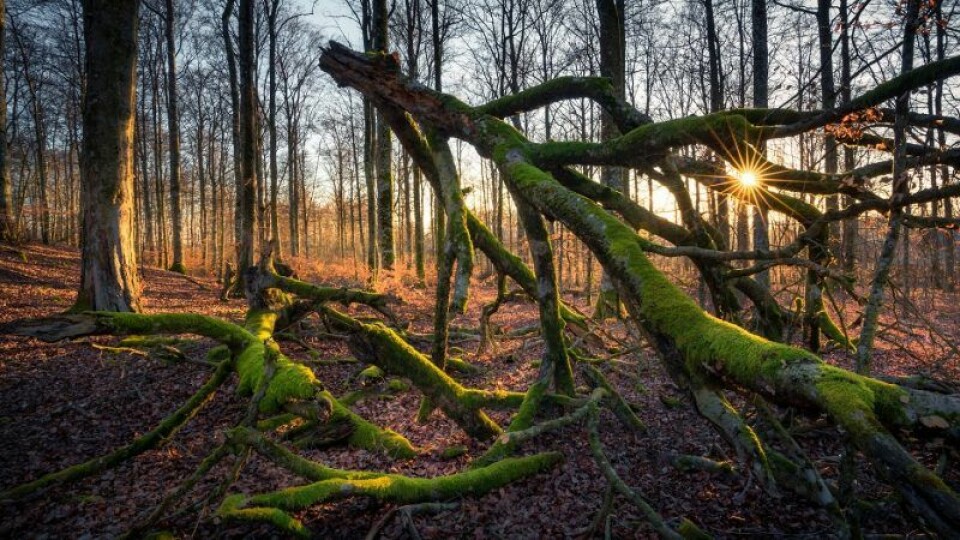 Kvänsås är en av de högst belägna bokskogarna i Sverige. Kvänsås är en av de högst belägna bokskogarna i Sverige.