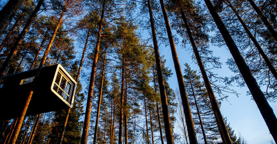 Checka in bland trädtopparna i The Treehotel. Checka in bland trädtopparna i The Treehotel.